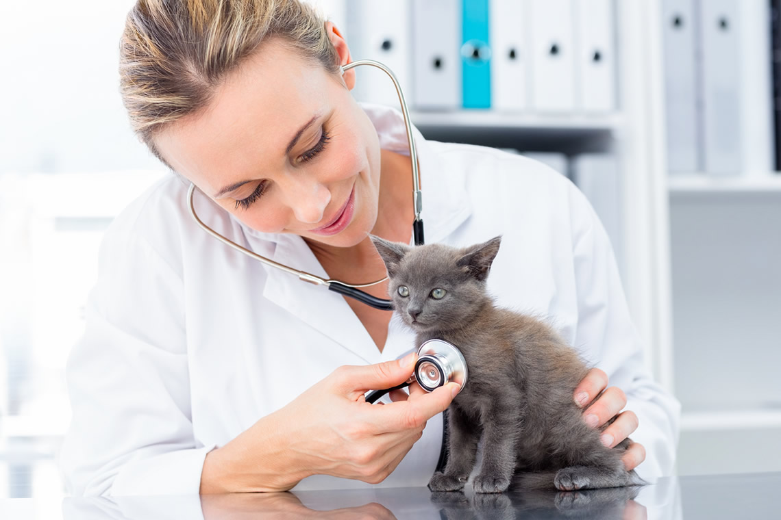 Veterinarios Licenciados Empleo